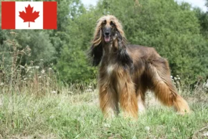 Read more about the article Afghanske greyhound-opdrættere og hvalpe i Canada