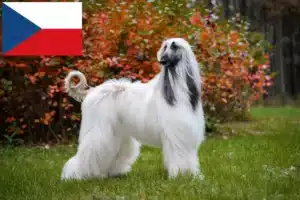 Read more about the article Opdrættere og hvalpe af afghanske greyhounds i Tjekkiet