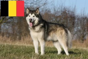 Read more about the article Alaskan Malamute-opdrættere og hvalpe i Belgien