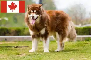 Read more about the article Alaskan Malamute opdrættere og hvalpe i Canada