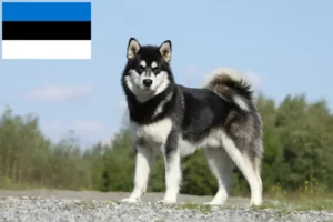 Read more about the article Alaskan Malamute-opdrættere og hvalpe i Estland