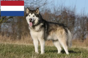 Read more about the article Alaskan Malamute opdrættere og hvalpe i Holland