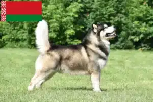 Read more about the article Alaskan Malamute-opdrættere og hvalpe i Hviderusland