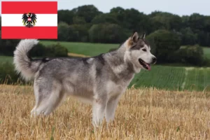 Read more about the article Alaskan Malamute opdrættere og hvalpe i Østrig