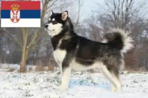 Read more about the article Alaskan Malamute-opdrættere og hvalpe i Serbien