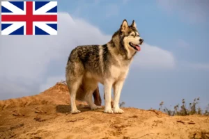 Read more about the article Alaskan Malamute opdrættere og hvalpe i Storbritannien