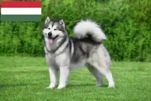 Read more about the article Alaskan Malamute opdrættere og hvalpe i Ungarn