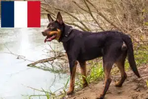 Read more about the article Opdrættere og hvalpe af australsk kelpie i Frankrig