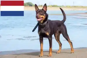 Read more about the article Australian Kelpie opdrættere og hvalpe i Holland