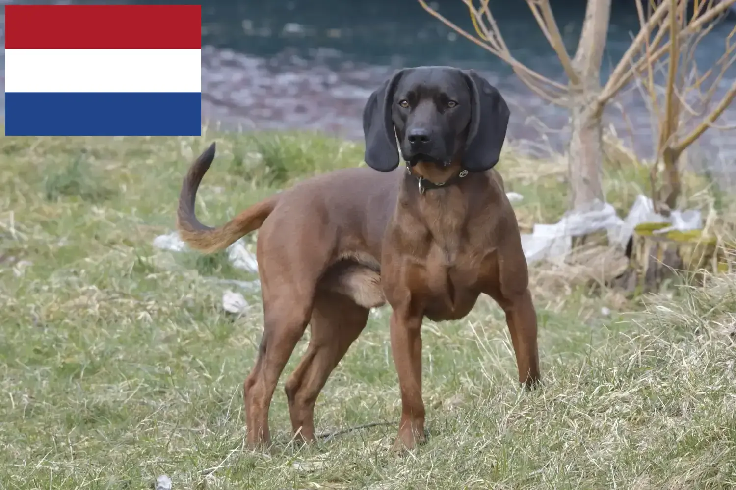 Read more about the article Bavarian Mountain Hound opdrættere og hvalpe i Holland