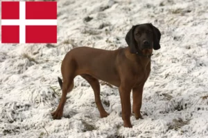 Read more about the article Bavarian Mountain Hound opdrættere og hvalpe i Danmark