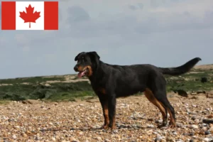 Read more about the article Beauceron-opdrættere og hvalpe i Canada