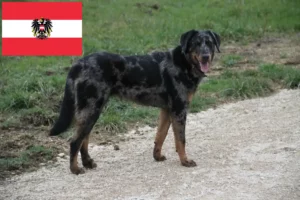 Read more about the article Beauceron-opdrættere og hvalpe i Østrig
