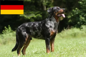 Read more about the article Beauceron-opdrættere og hvalpe i Tyskland