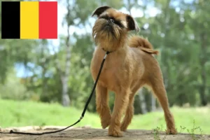 Read more about the article Belgisk Dværg Griffon opdrætter og hvalpe i Belgien