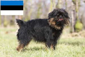 Read more about the article Belgisk Dværg Griffon opdrætter og hvalpe i Estland