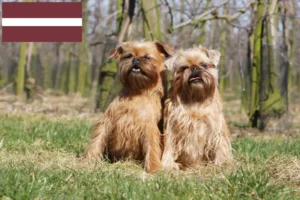 Read more about the article Belgisk Dværg Griffon opdrætter og hvalpe i Letland