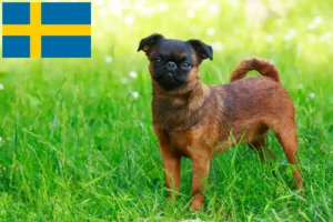 Read more about the article Belgisk Dværg Griffon opdrætter og hvalpe i Sverige