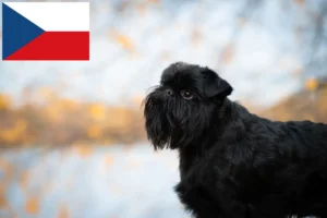 Read more about the article Belgisk Dværg Griffon opdrætter og hvalpe i Tjekkiet