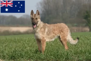 Read more about the article Opdrætter af belgiske hyrdehunde og hvalpe i Australien