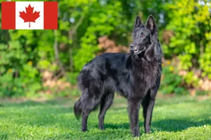 Read more about the article Opdrætter af belgiske hyrdehunde og hvalpe i Canada