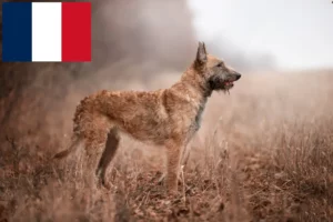 Read more about the article Opdrætter af belgiske hyrdehunde og hvalpe i Frankrig