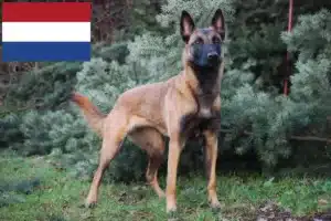 Read more about the article Opdrættere og hvalpe af belgisk hyrdehund i Holland