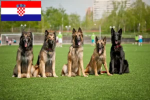 Read more about the article Opdrætter af belgiske hyrdehunde og hvalpe i Kroatien