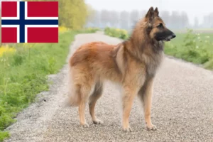 Read more about the article Opdrætter af belgiske hyrdehunde og hvalpe i Norge