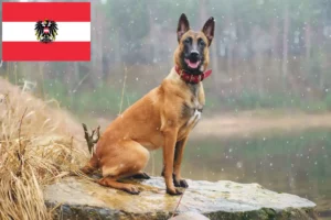Read more about the article Opdrætter af belgiske hyrdehunde og hvalpe i Østrig