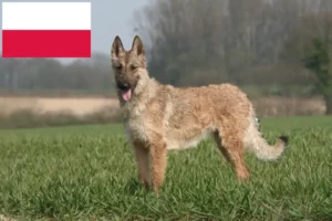 Read more about the article Opdrætter af belgiske hyrdehunde og hvalpe i Polen
