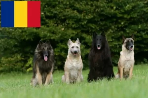Read more about the article Opdrætter af belgiske hyrdehunde og hvalpe i Rumænien
