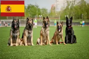 Read more about the article Opdrætter af belgiske hyrdehunde og hvalpe i Spanien