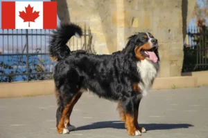 Read more about the article Berner Sennenhundeopdrætter og hvalpe i Canada