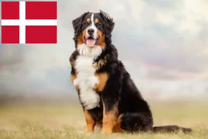 Read more about the article Berner Sennenhundeopdrætter og hvalpe i Danmark