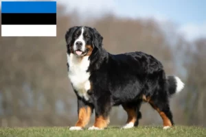 Read more about the article Berner Sennenhundeopdrætter og hvalpe i Estland