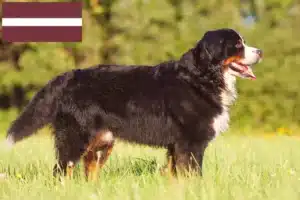 Read more about the article Berner Sennenhundeopdrætter og hvalpe i Letland