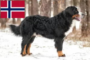 Read more about the article Berner Sennenhundeopdrætter og hvalpe i Norge