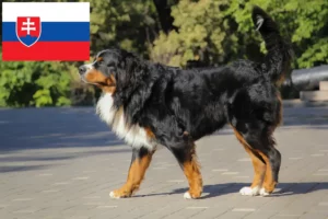 Read more about the article Berner Sennenhunde opdrætter og hvalpe i Slovakiet