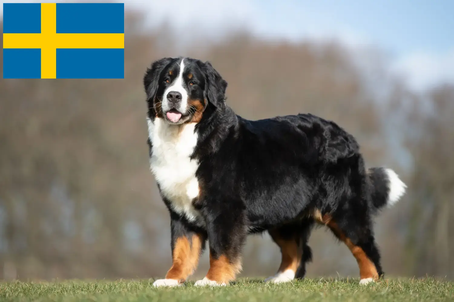 Read more about the article Berner Sennenhundeopdrætter og hvalpe i Sverige