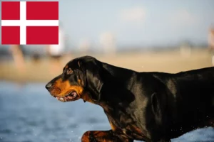 Read more about the article Black and Tan Coonhound opdrættere og hvalpe i Danmark
