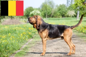 Read more about the article Blodhundeopdrættere og hvalpe i Belgien