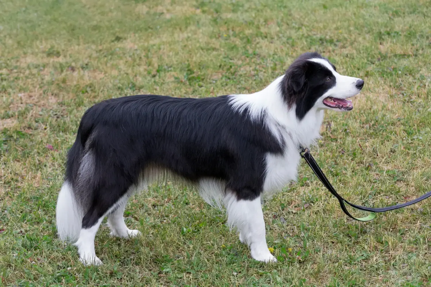 Read more about the article Border Collie-opdrætter