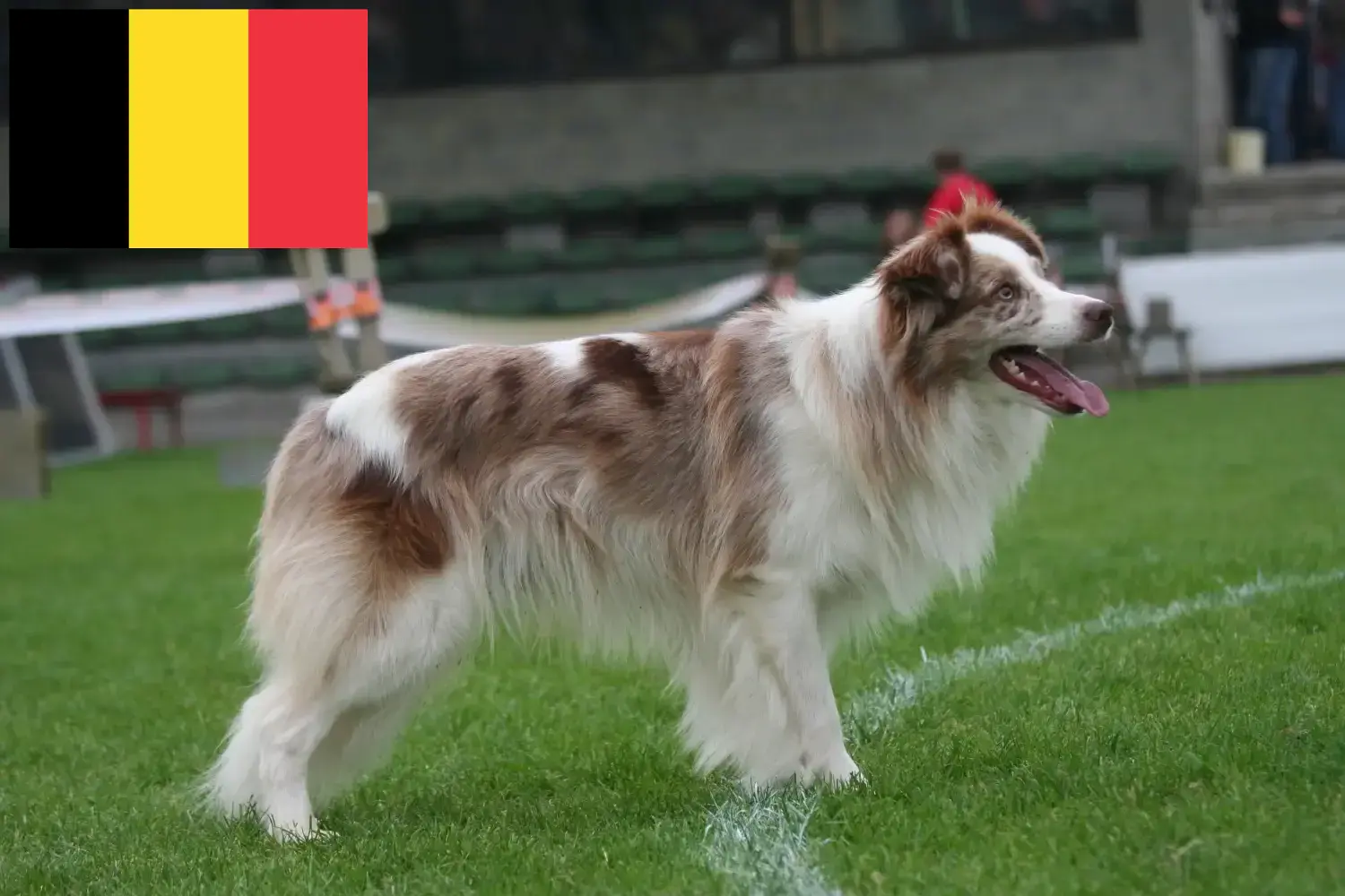 Read more about the article Border Collie opdrættere og hvalpe i Belgien