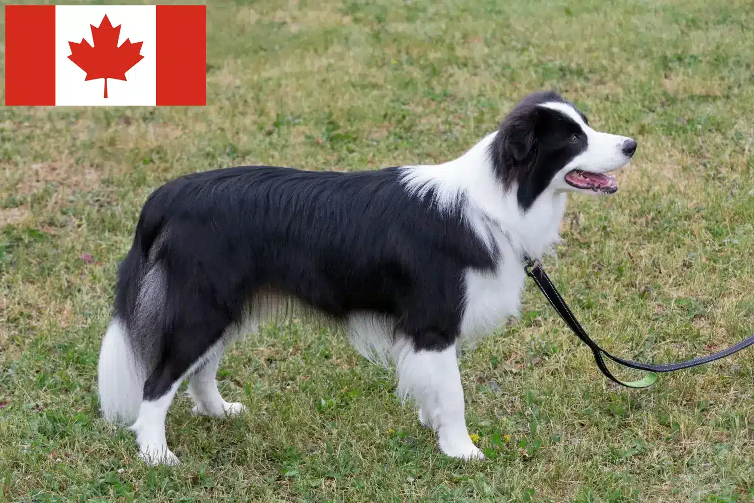 Read more about the article Border Collie opdrættere og hvalpe i Canada