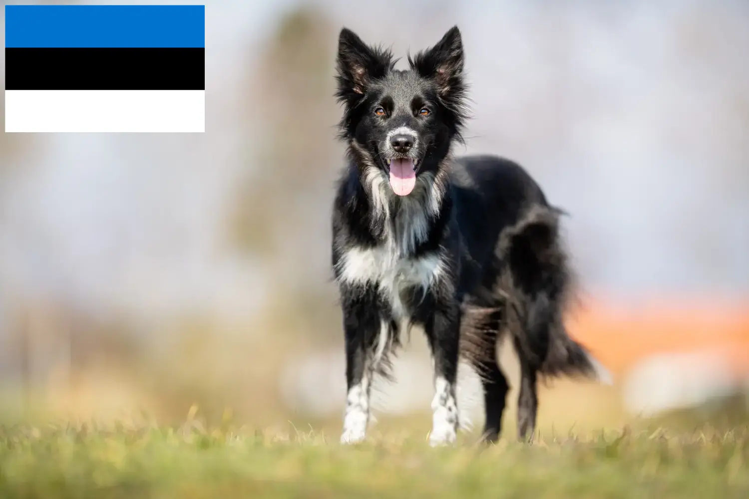 Read more about the article Border Collie opdrættere og hvalpe i Estland