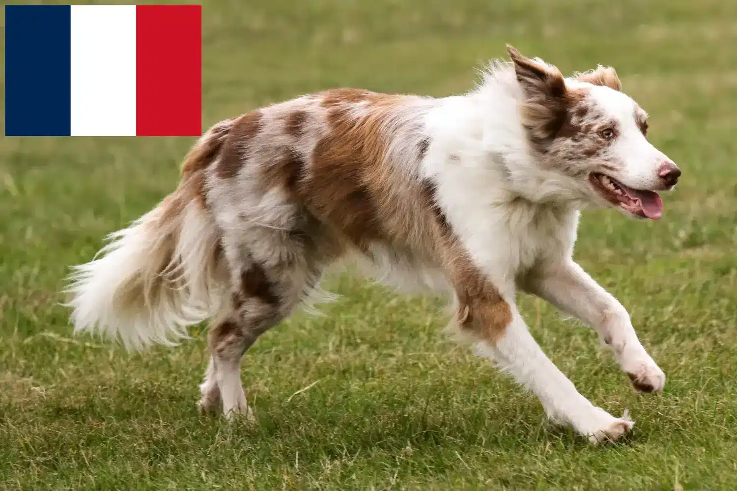 Read more about the article Border Collie opdrættere og hvalpe i Frankrig