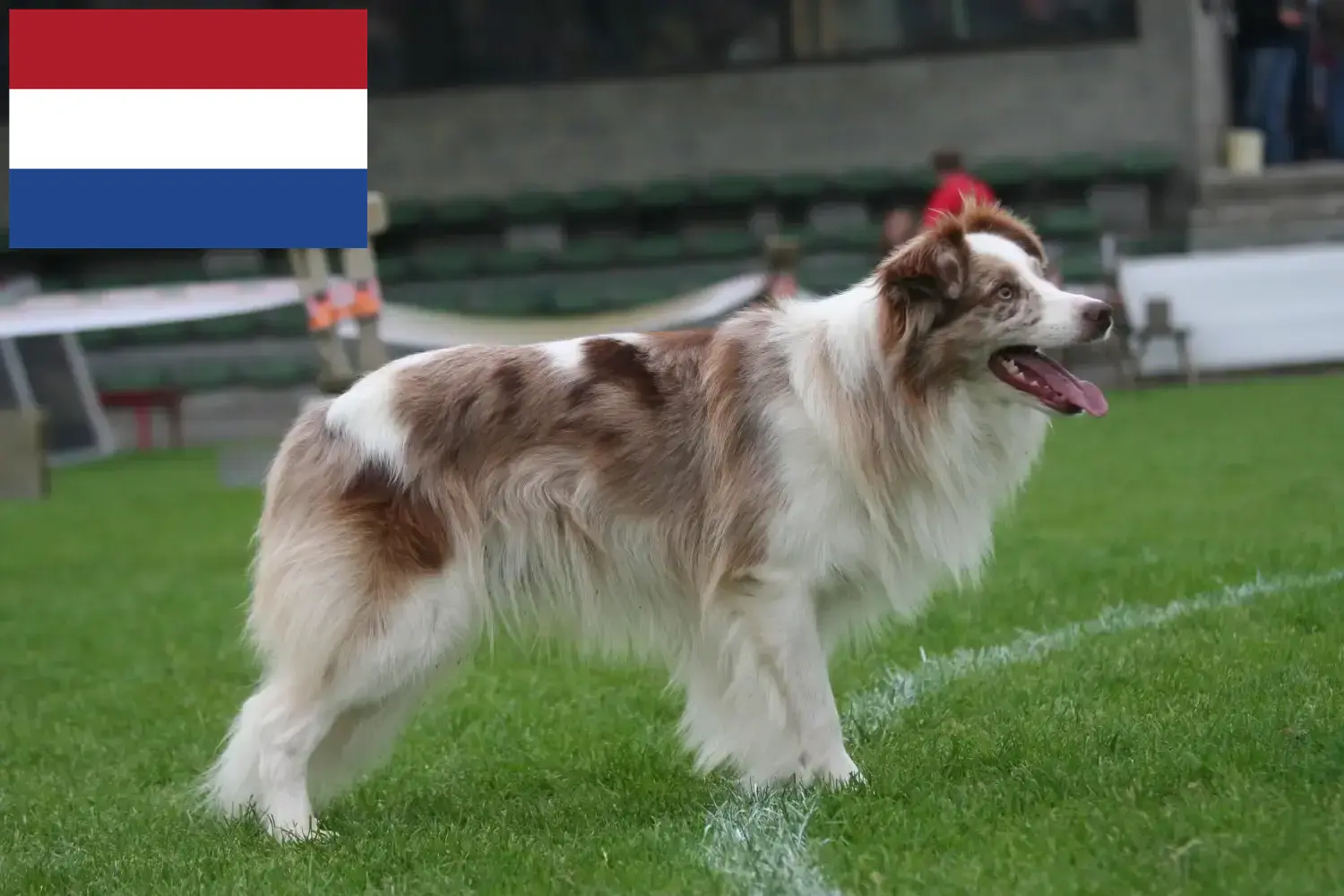 Read more about the article Border Collie opdrættere og hvalpe i Holland