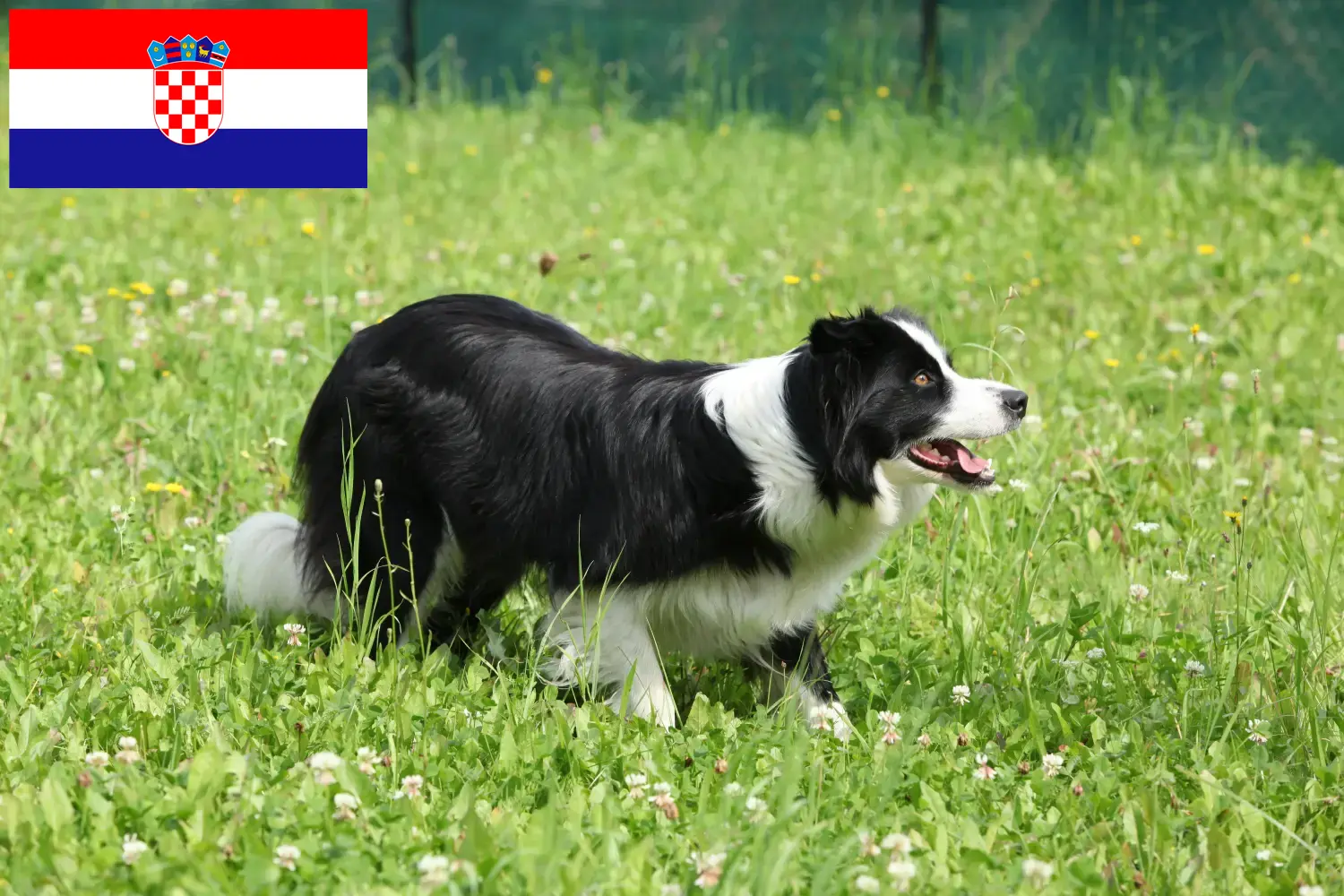 Read more about the article Border Collie-opdrættere og hvalpe i Kroatien