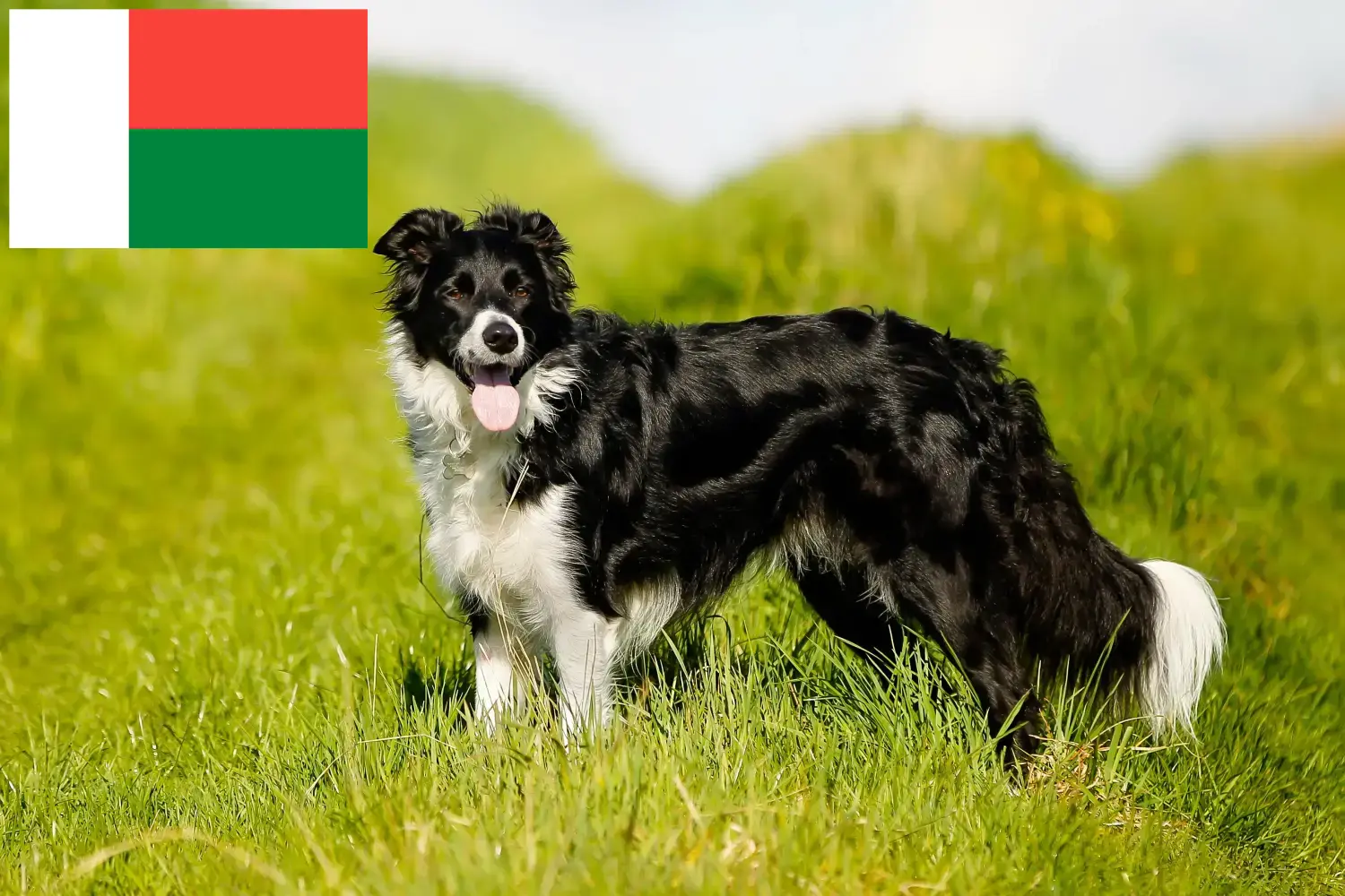 Read more about the article Border Collie-opdrættere og hvalpe i Madagaskar